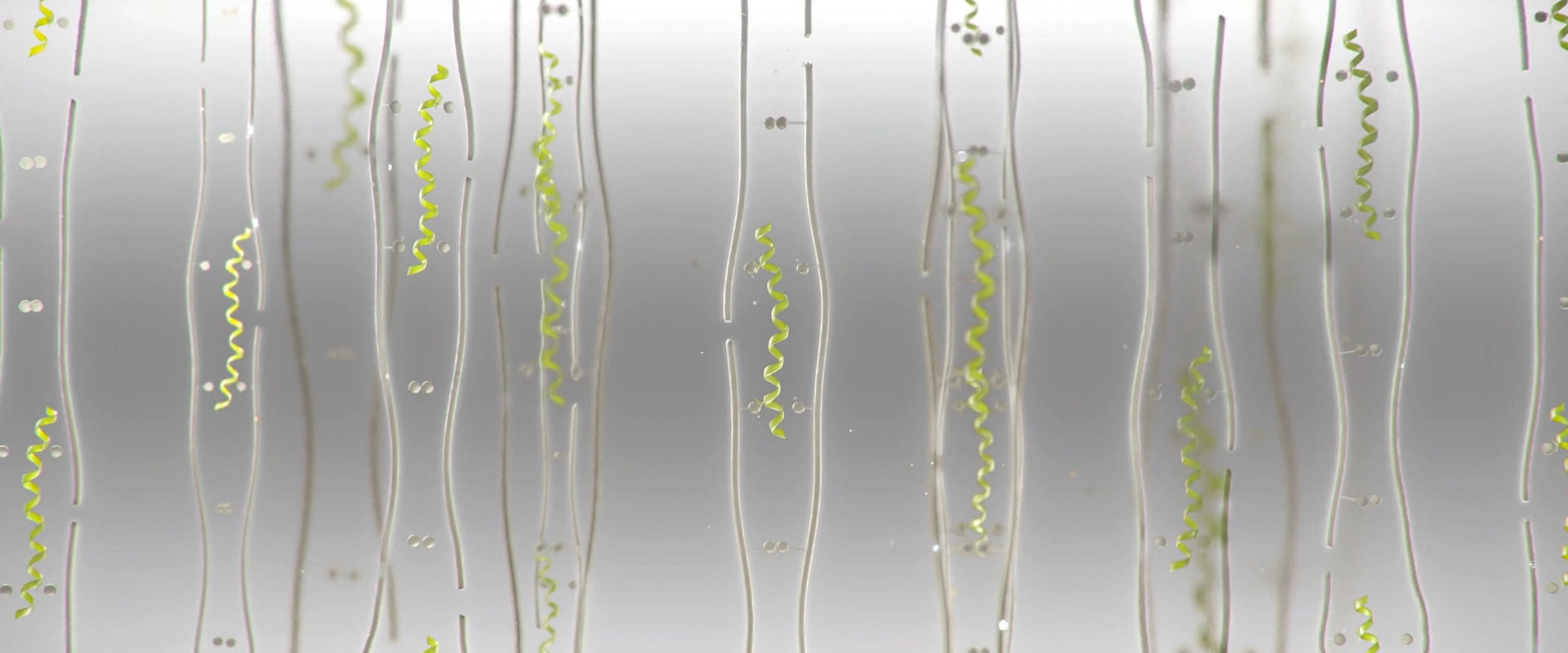 the benefits of K18PEPTIDE™, explained