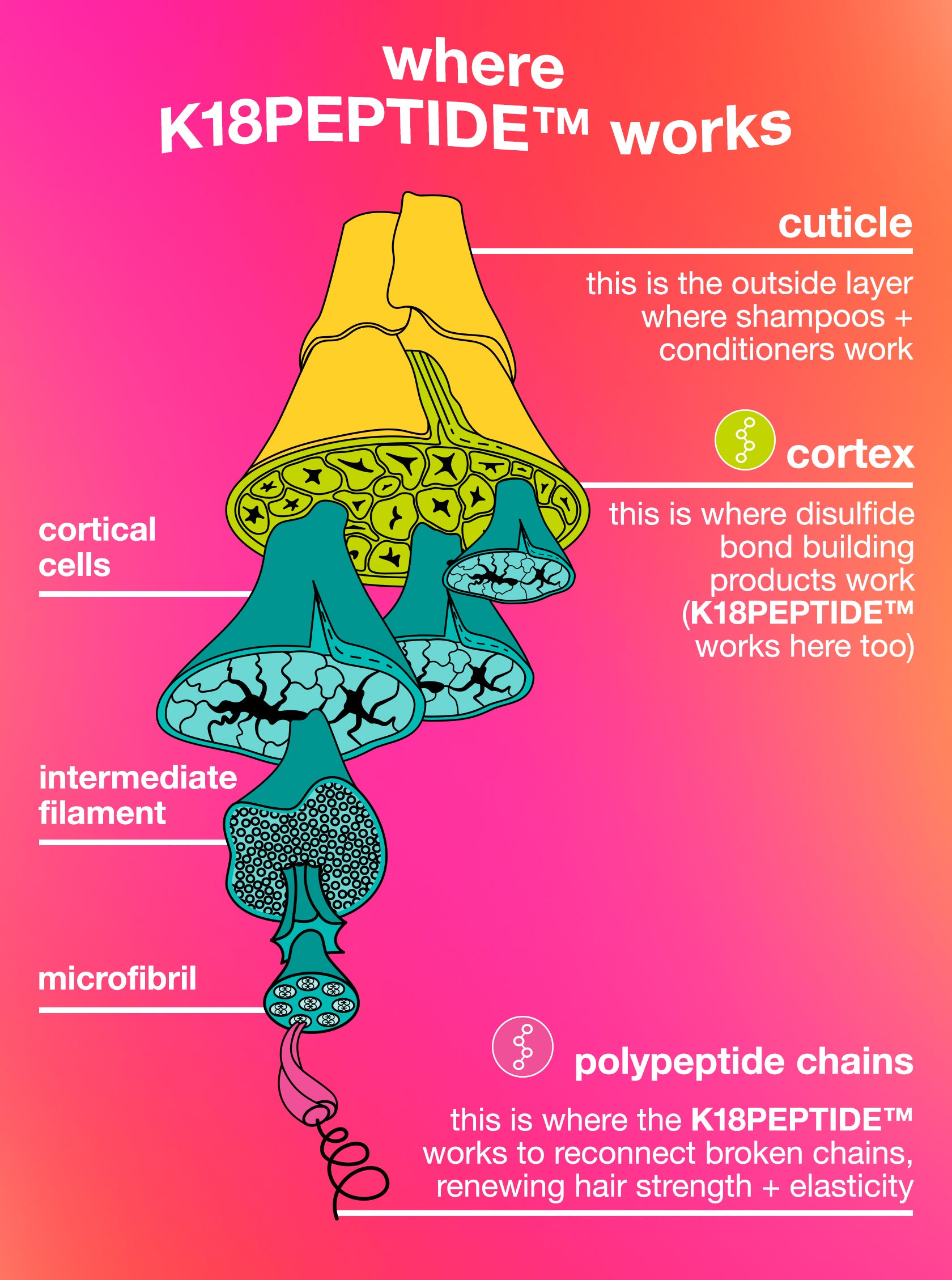Ilustración de la estructura del cabello con la etiqueta K18PEPTIDE® sobre un fondo degradado rosa y naranja.